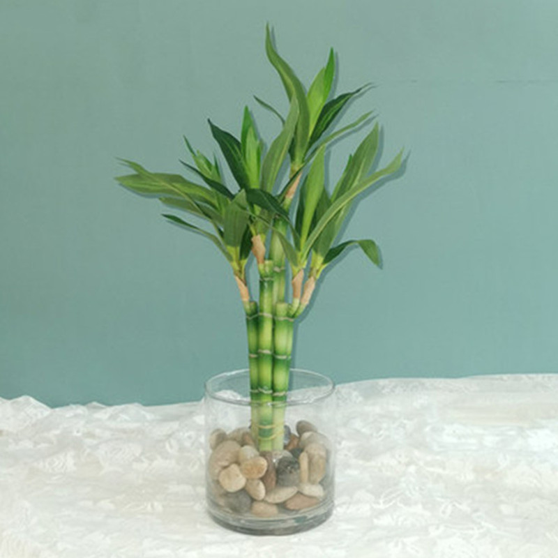 New 40cm rFtificial Lucky Bamb - Desk Setup At Home ulasan dan harga